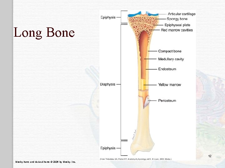 Long Bone 12 Mosby items and derived items © 2006 by Mosby, Inc. 