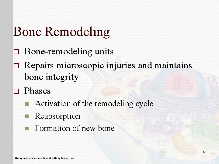 Bone Remodeling o o o Bone-remodeling units Repairs microscopic injuries and maintains bone integrity