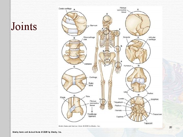 Joints 20 Mosby items and derived items © 2006 by Mosby, Inc. 