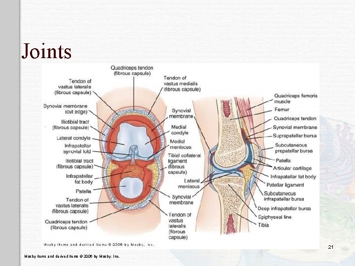 Joints 21 Mosby items and derived items © 2006 by Mosby, Inc. 