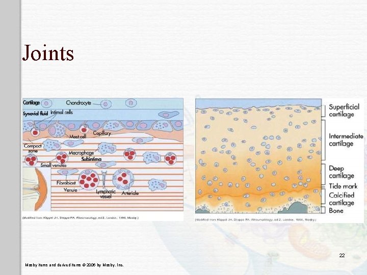 Joints 22 Mosby items and derived items © 2006 by Mosby, Inc. 