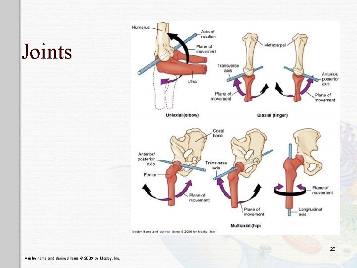 Joints 23 Mosby items and derived items © 2006 by Mosby, Inc. 