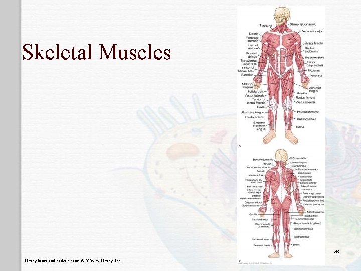 Skeletal Muscles 26 Mosby items and derived items © 2006 by Mosby, Inc. 