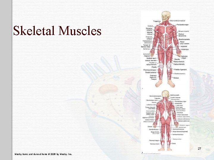 Skeletal Muscles 27 Mosby items and derived items © 2006 by Mosby, Inc. 