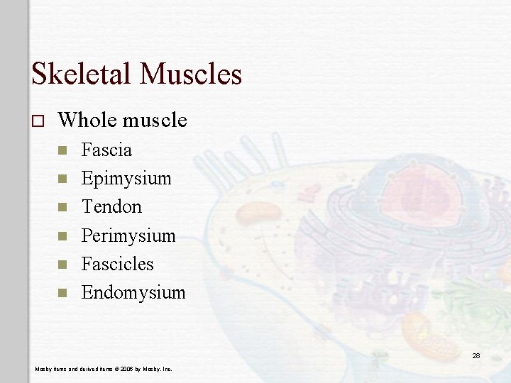 Skeletal Muscles o Whole muscle n n n Fascia Epimysium Tendon Perimysium Fascicles Endomysium