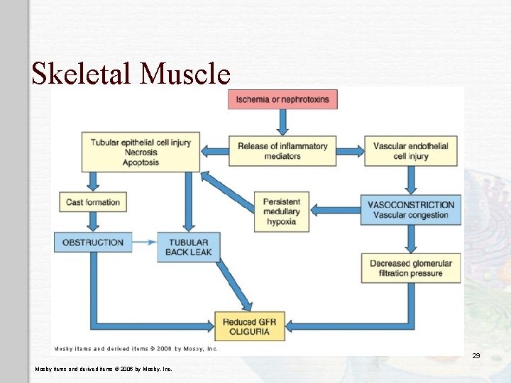 Skeletal Muscle 29 Mosby items and derived items © 2006 by Mosby, Inc. 