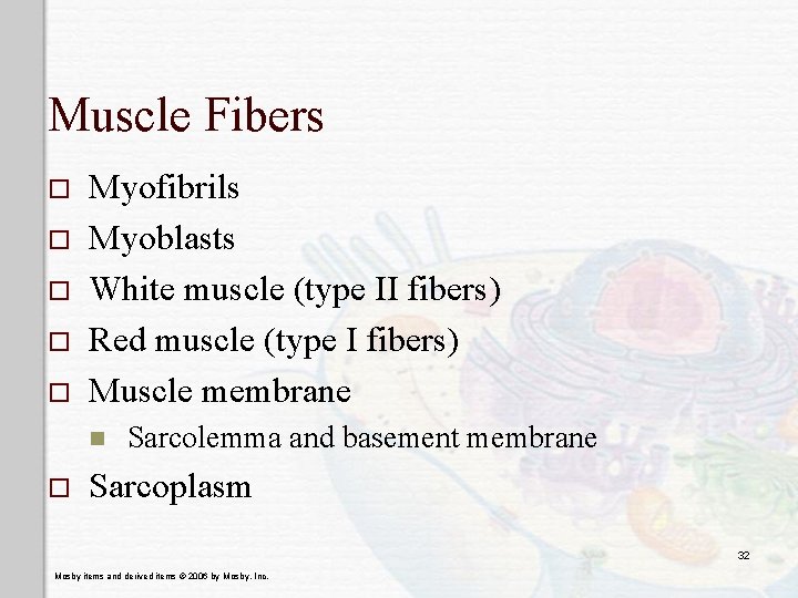 Muscle Fibers o o o Myofibrils Myoblasts White muscle (type II fibers) Red muscle