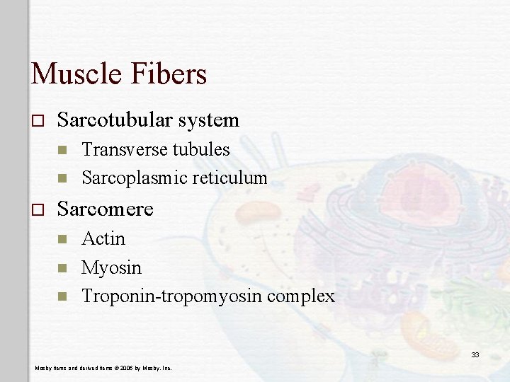 Muscle Fibers o Sarcotubular system n n o Transverse tubules Sarcoplasmic reticulum Sarcomere n
