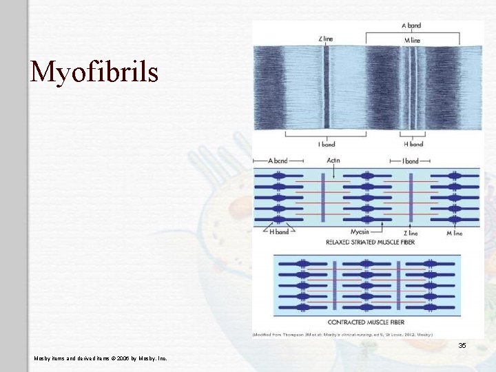 Myofibrils 35 Mosby items and derived items © 2006 by Mosby, Inc. 