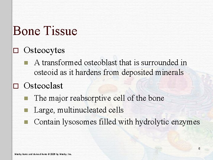 Bone Tissue o Osteocytes n o A transformed osteoblast that is surrounded in osteoid