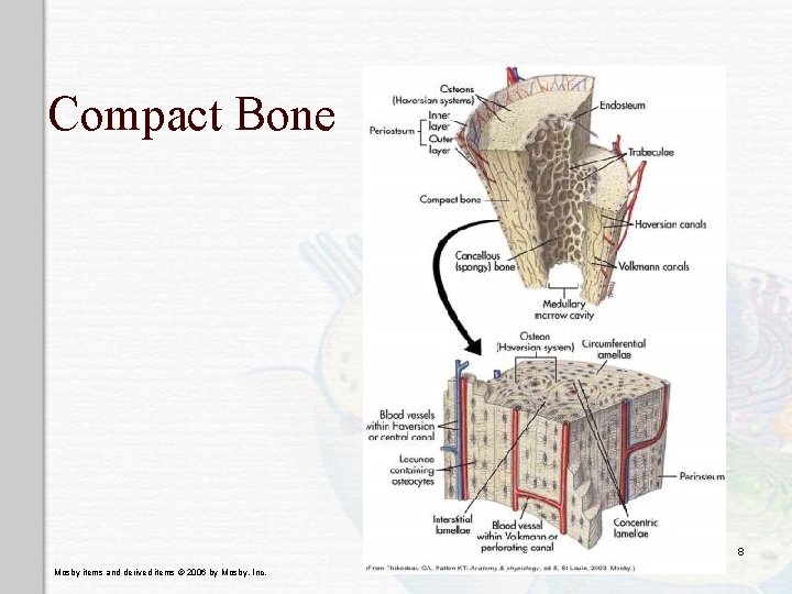 Compact Bone 8 Mosby items and derived items © 2006 by Mosby, Inc. 