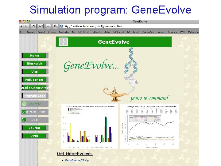 Simulation program: Gene. Evolve 
