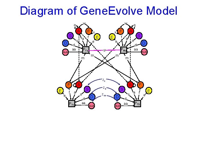 Diagram of Gene. Evolve Model w q A F x S a s D