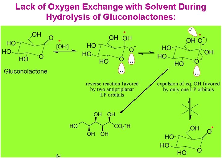 Lack of Oxygen Exchange with Solvent During Hydrolysis of Gluconolactones: 64 