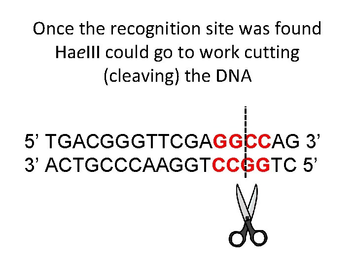 Once the recognition site was found Hae. III could go to work cutting (cleaving)