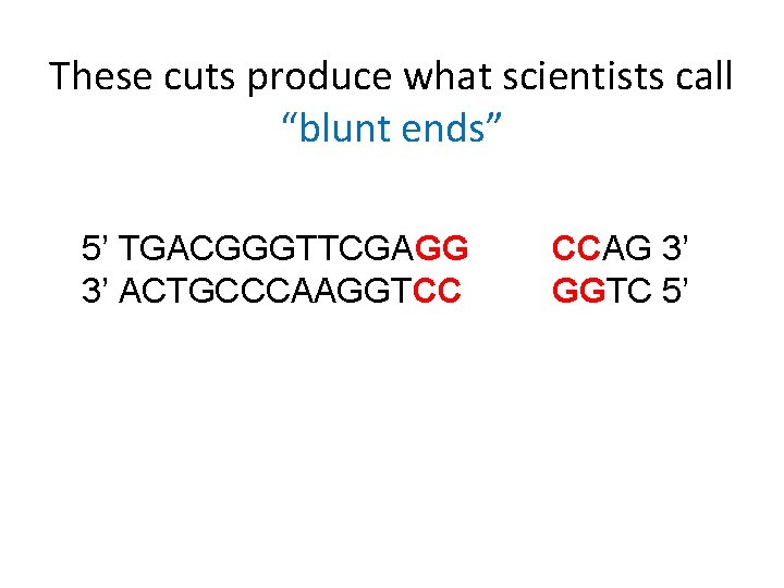 These cuts produce what scientists call “blunt ends” 5’ TGACGGGTTCGAGG 3’ ACTGCCCAAGGTCC CCAG 3’