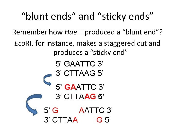 “blunt ends” and “sticky ends” Remember how Hae. III produced a “blunt end”? Eco.