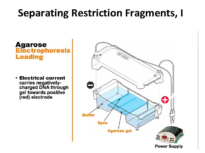 Separating Restriction Fragments, I 