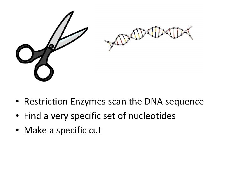  • Restriction Enzymes scan the DNA sequence • Find a very specific set