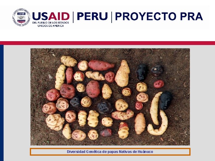 Diversidad Genética de papas Nativas de Huánuco 