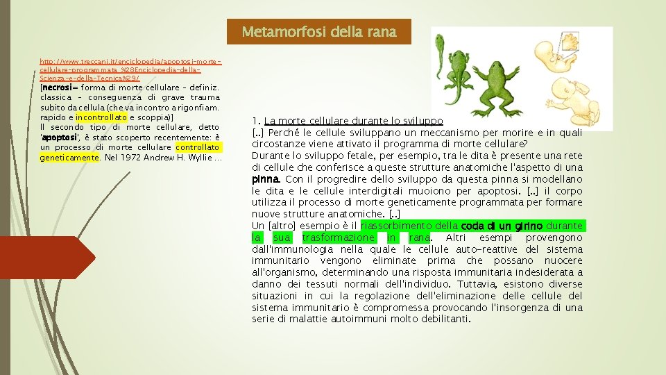 Metamorfosi della rana http: //www. treccani. it/enciclopedia/apoptosi-mortecellulare-programmata_%28 Enciclopedia-della. Scienza-e-della-Tecnica%29/ [necrosi= forma di morte cellulare