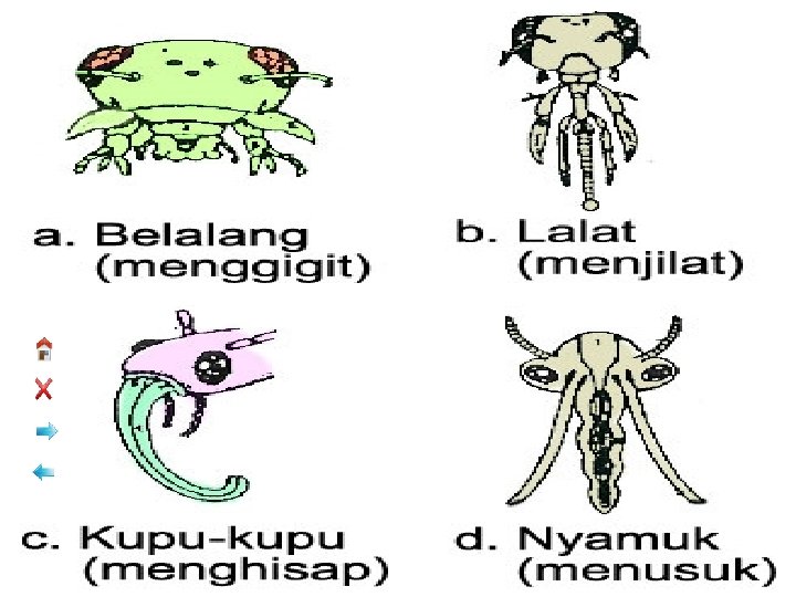 Tipe Mulut Serangga mudah dan menyenangkan 