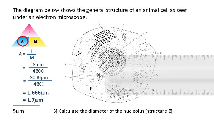 The diagram below shows the general structure of an animal cell as seen under