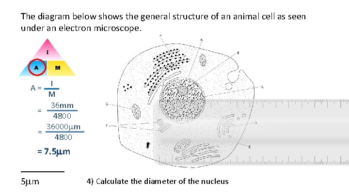 The diagram below shows the general structure of an animal cell as seen under