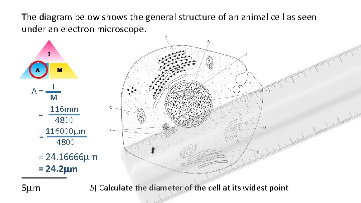 The diagram below shows the general structure of an animal cell as seen under