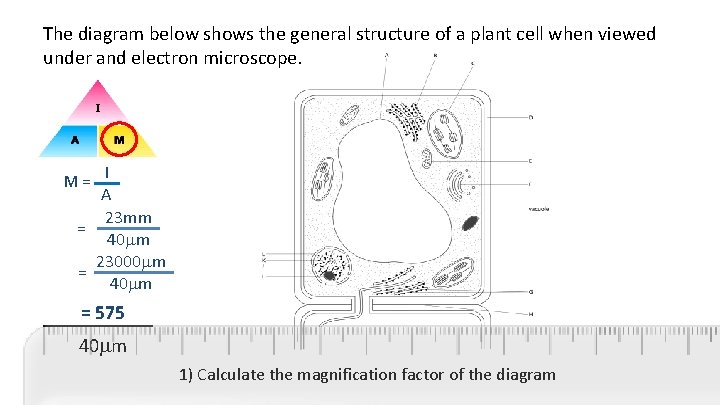 The diagram below shows the general structure of a plant cell when viewed under