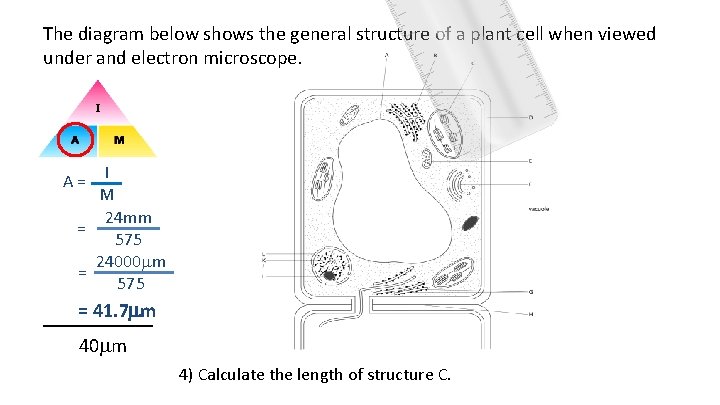 The diagram below shows the general structure of a plant cell when viewed under