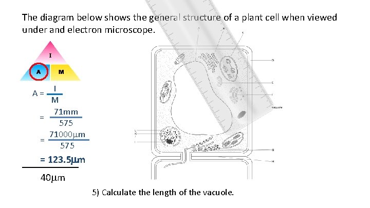 The diagram below shows the general structure of a plant cell when viewed under