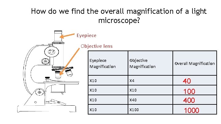 How do we find the overall magnification of a light microscope? Eyepiece Objective lens