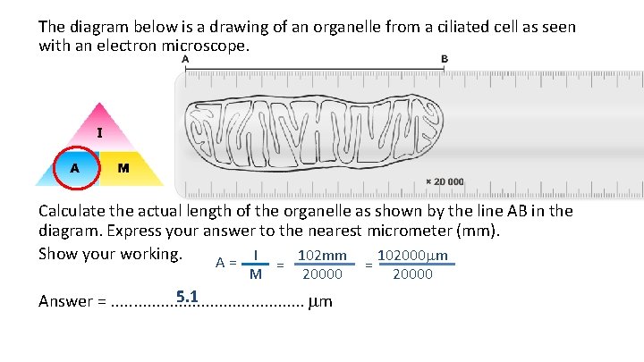 The diagram below is a drawing of an organelle from a ciliated cell as