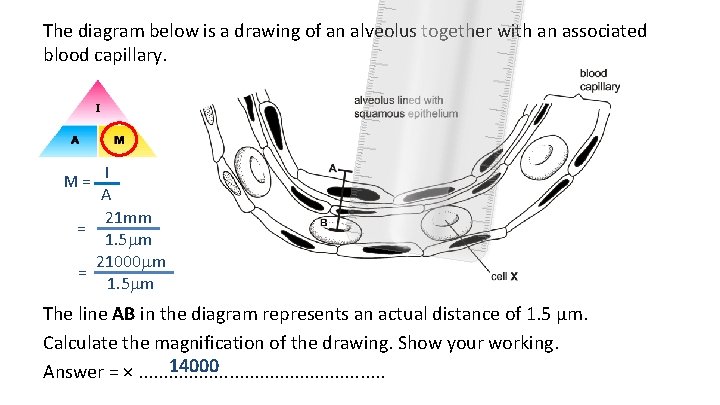 The diagram below is a drawing of an alveolus together with an associated blood