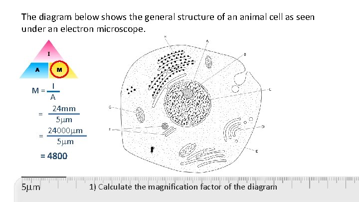 The diagram below shows the general structure of an animal cell as seen under