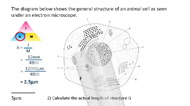 The diagram below shows the general structure of an animal cell as seen under