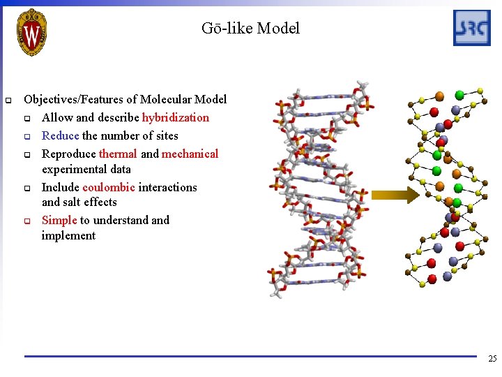 Gō-like Model q Objectives/Features of Molecular Model q Allow and describe hybridization q Reduce