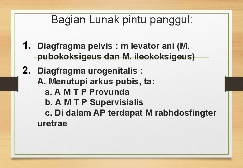 Bagian Lunak pintu panggul: 1. Diagfragma pelvis : m levator ani (M. pubokoksigeus dan