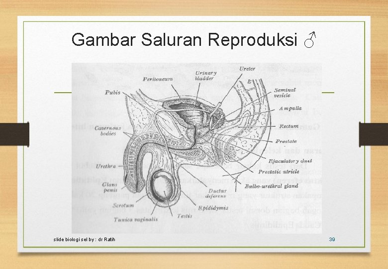 Gambar Saluran Reproduksi ♂ slide biologi sel by : dr Ratih 39 