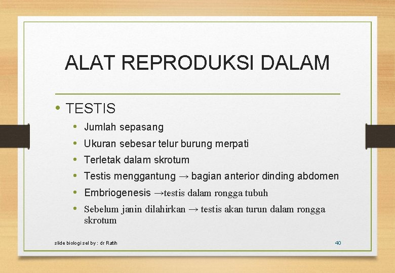 ALAT REPRODUKSI DALAM • TESTIS • • • Jumlah sepasang Ukuran sebesar telur burung