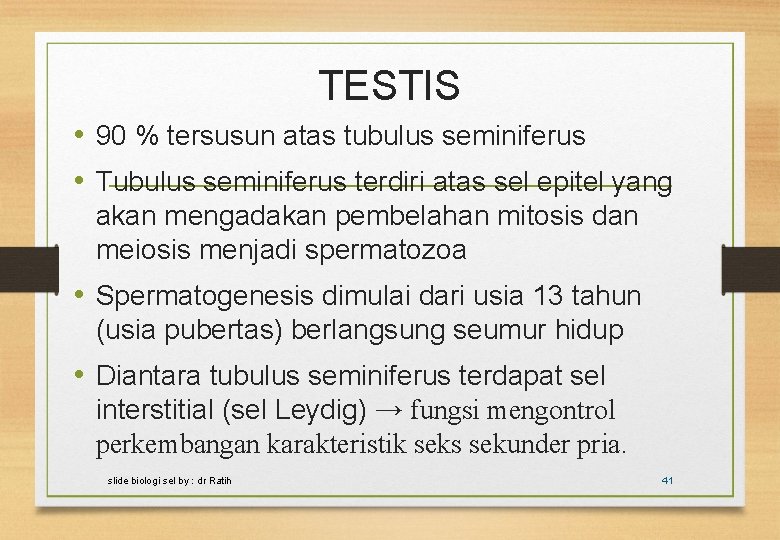 TESTIS • 90 % tersusun atas tubulus seminiferus • Tubulus seminiferus terdiri atas sel