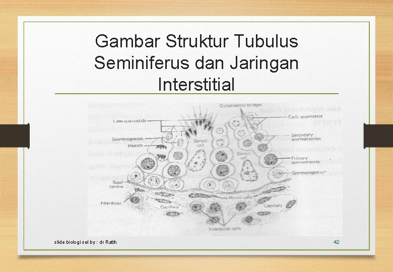 Gambar Struktur Tubulus Seminiferus dan Jaringan Interstitial slide biologi sel by : dr Ratih