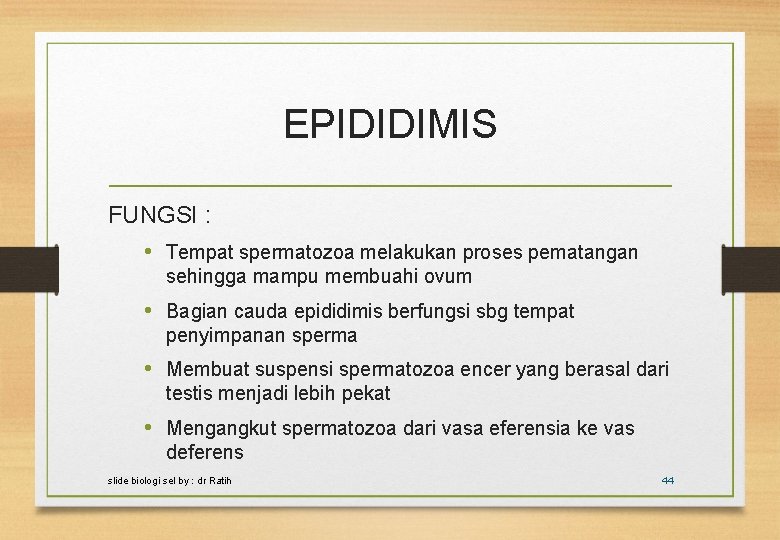 EPIDIDIMIS FUNGSI : • Tempat spermatozoa melakukan proses pematangan sehingga mampu membuahi ovum •