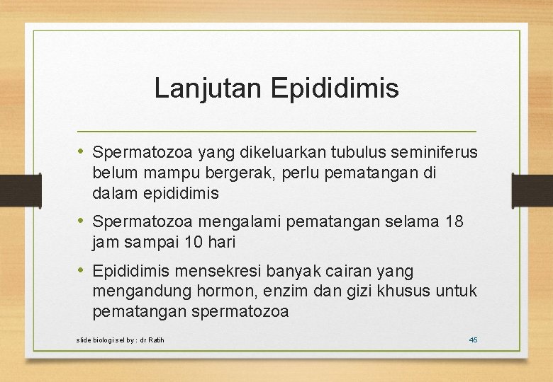 Lanjutan Epididimis • Spermatozoa yang dikeluarkan tubulus seminiferus belum mampu bergerak, perlu pematangan di