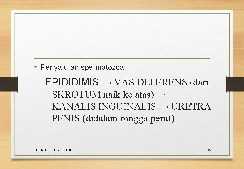  • Penyaluran spermatozoa : EPIDIDIMIS → VAS DEFERENS (dari SKROTUM naik ke atas)