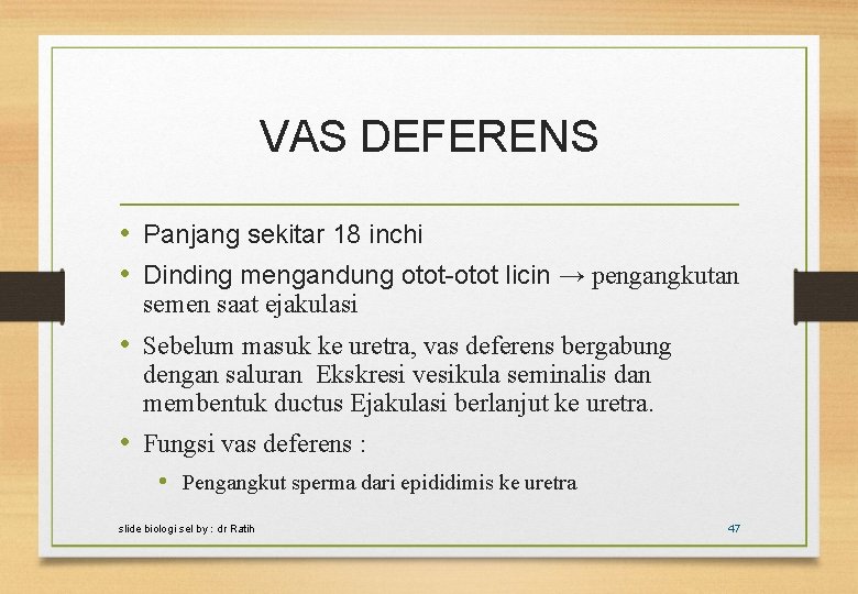 VAS DEFERENS • Panjang sekitar 18 inchi • Dinding mengandung otot-otot licin → pengangkutan