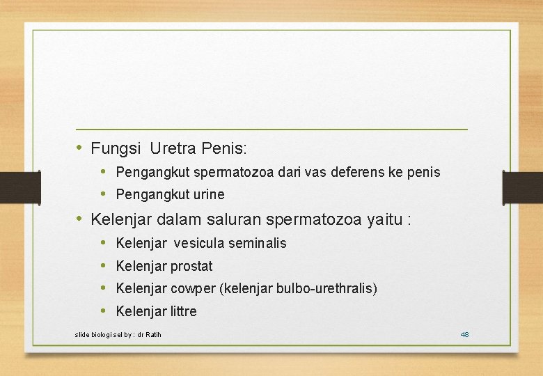  • Fungsi Uretra Penis: • Pengangkut spermatozoa dari vas deferens ke penis •