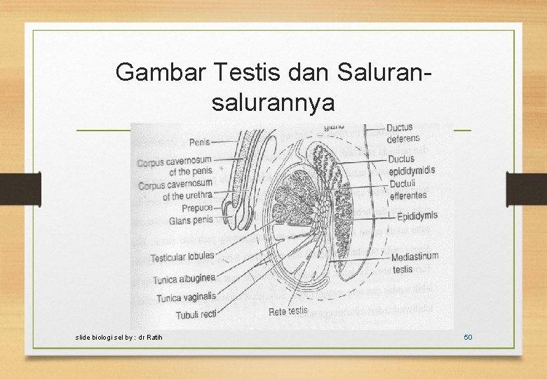 Gambar Testis dan Saluransalurannya slide biologi sel by : dr Ratih 50 