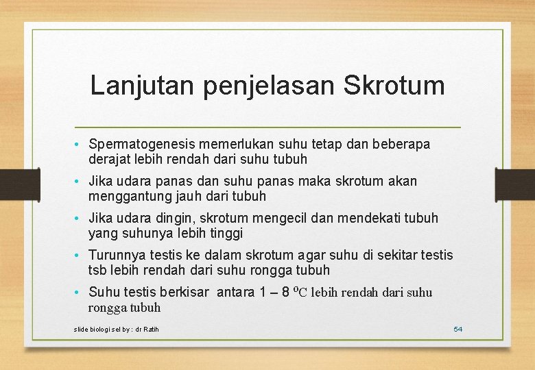 Lanjutan penjelasan Skrotum • Spermatogenesis memerlukan suhu tetap dan beberapa derajat lebih rendah dari